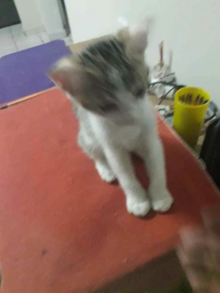 Gato ra a Não definida idade 2 a 6 meses nome Sem nome