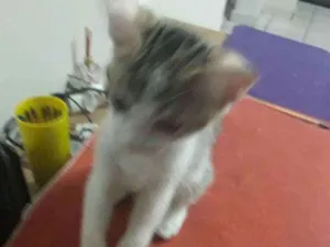 Gato raça Não definida idade 2 a 6 meses nome Sem nome