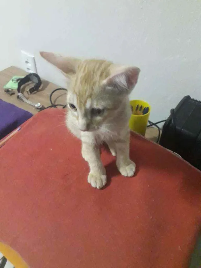 Gato ra a Sem raça definida idade 2 a 6 meses nome Sem nome