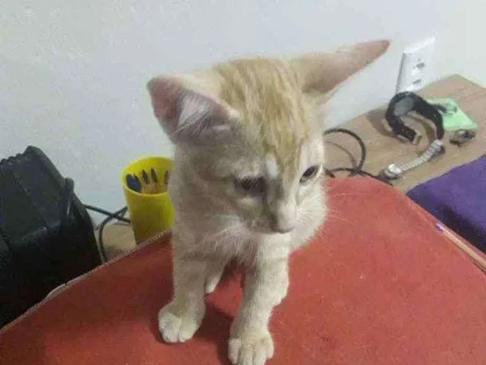Gato ra a Sem raça definida idade 2 a 6 meses nome Sem nome