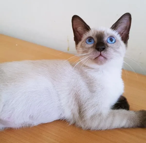 Gato raça SRD idade 2 a 6 meses nome CINTIA SIAMESA