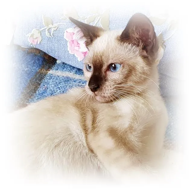 Gato raça SRD idade 2 a 6 meses nome CINTIA SIAMESA