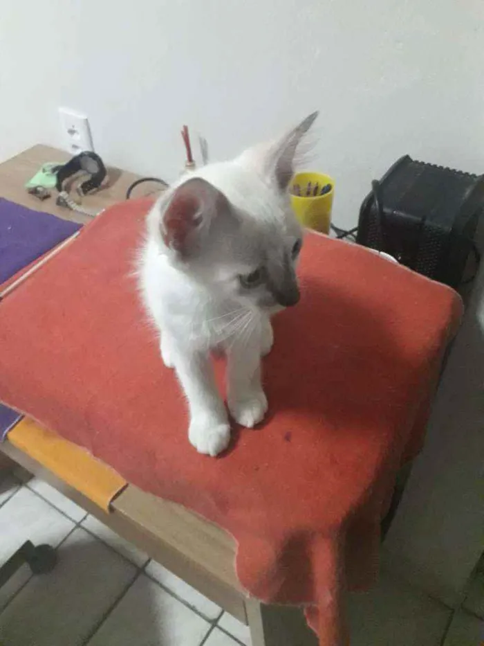 Gato ra a Sem raça definida idade 2 a 6 meses nome Sem nome