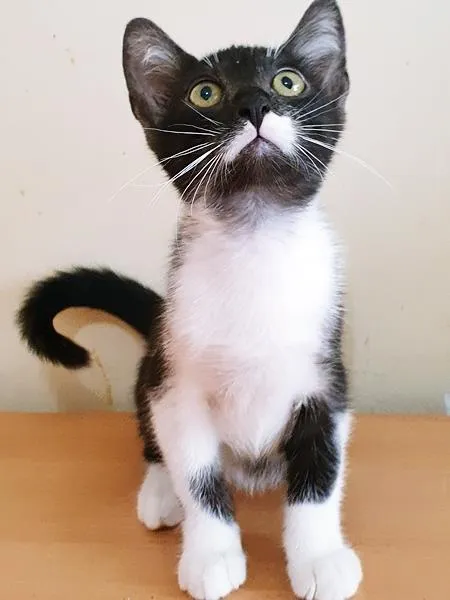 Gato raça SRD-ViraLata idade 2 a 6 meses nome DUDU FRAJOLA