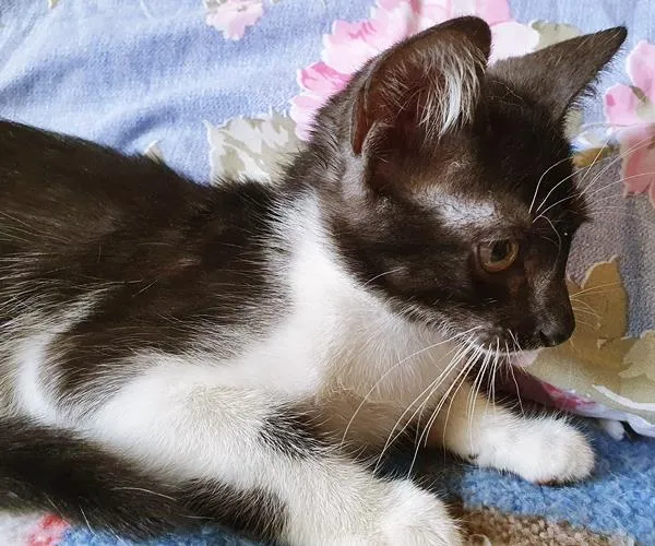 Gato raça SRD-ViraLata idade 2 a 6 meses nome DUDU FRAJOLA