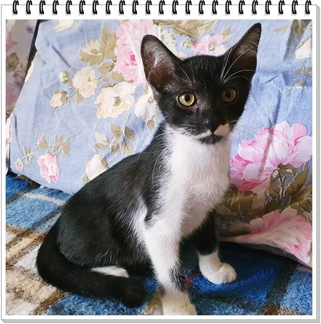 Gato raça SRD-ViraLata idade 2 a 6 meses nome DUDU FRAJOLA