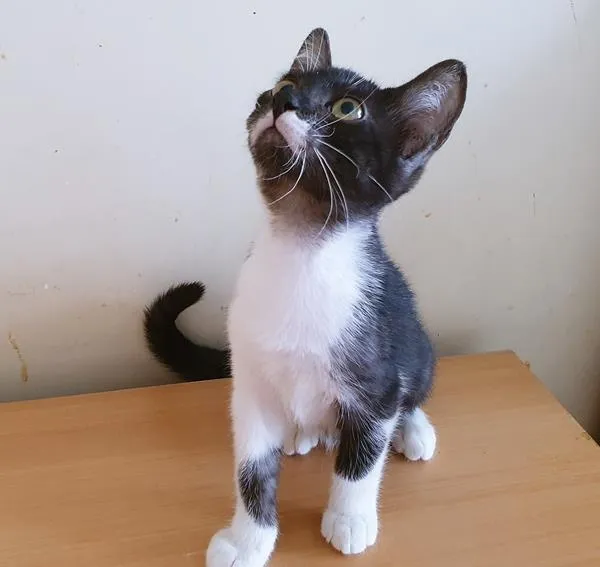 Gato raça SRD-ViraLata idade 2 a 6 meses nome DUDU FRAJOLA