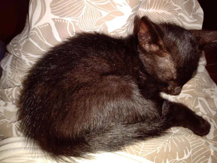 Gato raça Viralata idade  nome Jade