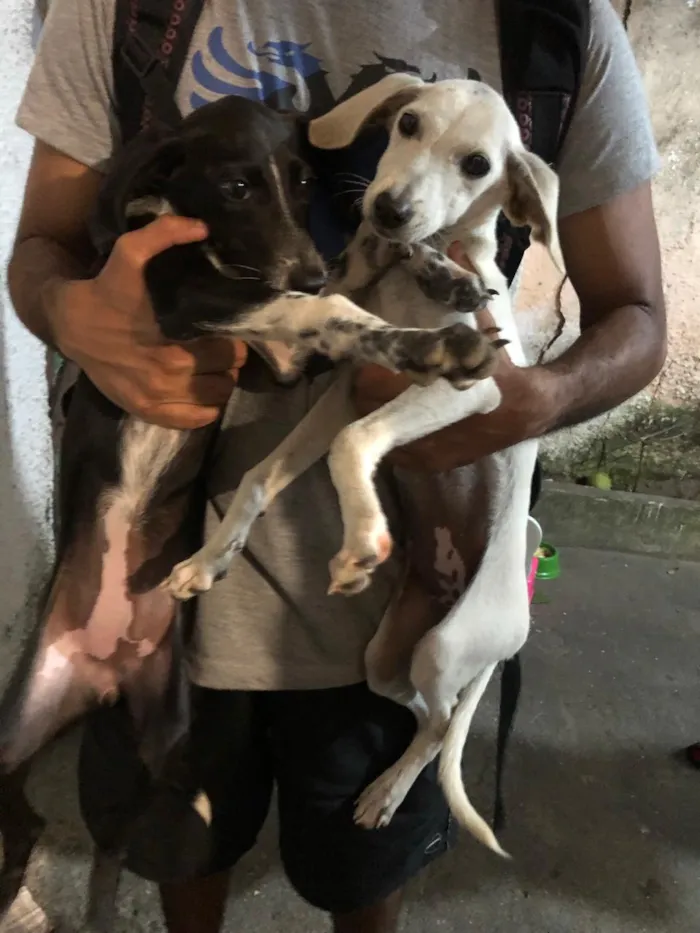 Cachorro ra a Misturado  idade  nome Kira 