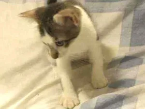 Gato raça Não definida idade 2 a 6 meses nome Sem nome