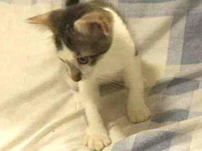 Gato ra a Não definida idade 2 a 6 meses nome Sem nome