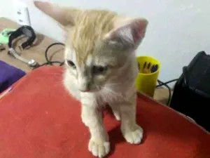Gato raça Sem raça definida idade 2 a 6 meses nome Sem nome