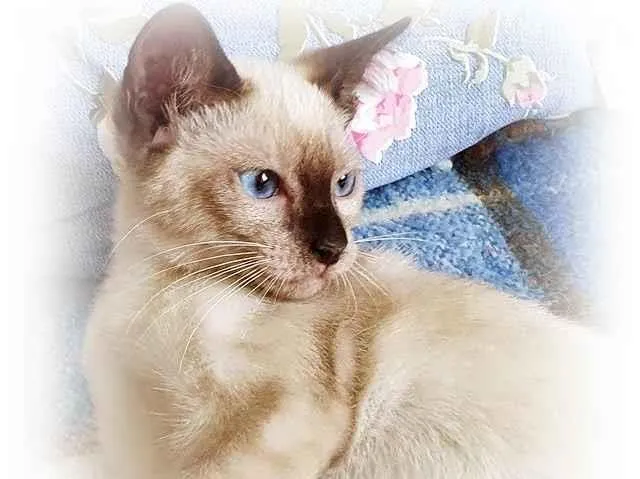 Gato raça SRD idade 2 a 6 meses nome CINTIA SIAMESA