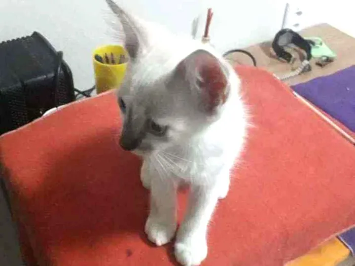 Gato ra a Sem raça definida idade 2 a 6 meses nome Sem nome