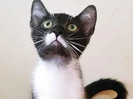 Gato raça SRD-ViraLata idade 2 a 6 meses nome DUDU FRAJOLA