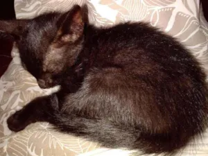 Gato raça Viralata idade  nome Jade