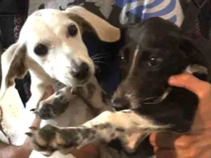 Cachorro raça Misturado  idade  nome Kira 
