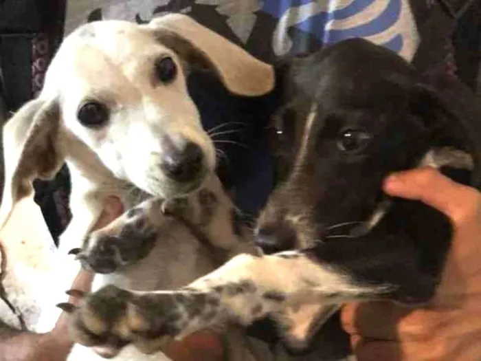 Cachorro ra a Misturado  idade  nome Kira 