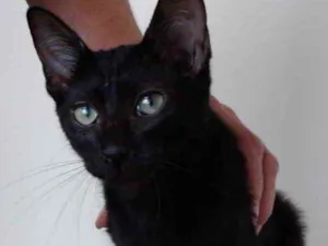 Gato raça Srd idade 2 a 6 meses nome Kitty bb Linda 