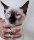 Gato raça Siamês  idade 2 a 6 meses nome Oslo lindíssimo 