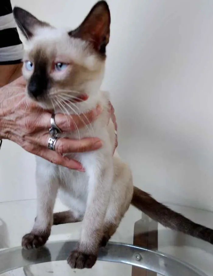 Gato raça Siamês  idade 2 a 6 meses nome Oslo lindíssimo 