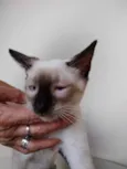 Gato raça Siamês  idade 2 a 6 meses nome Oslo lindíssimo 