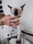 Gato raça Siamês  idade 2 a 6 meses nome Oslo lindíssimo 