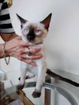 Gato raça Siamês  idade 2 a 6 meses nome Oslo lindíssimo 