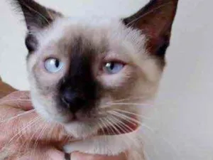 Gato raça Siamês  idade 2 a 6 meses nome Oslo lindíssimo 
