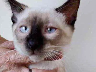 Gato raça Siamês  idade 2 a 6 meses nome Oslo lindíssimo 