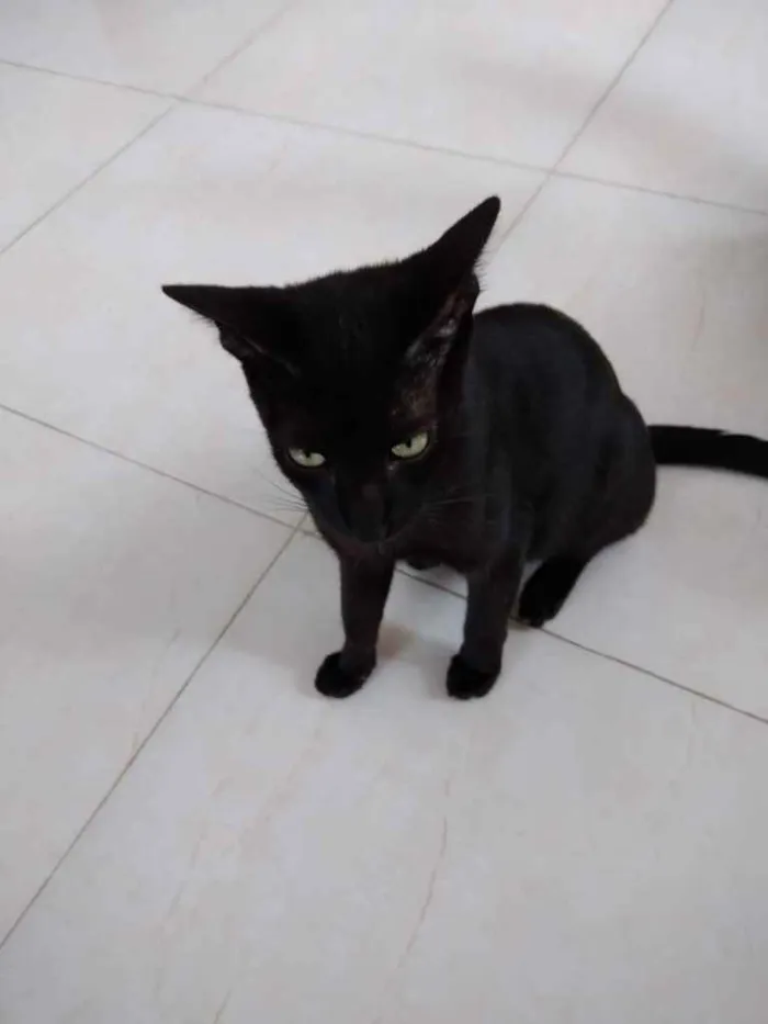 Gato raça Srd  idade 7 a 11 meses nome Mel Linda gatinha 