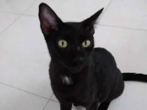 Gato raça Srd  idade 7 a 11 meses nome Mel Linda gatinha 