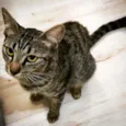 Bella