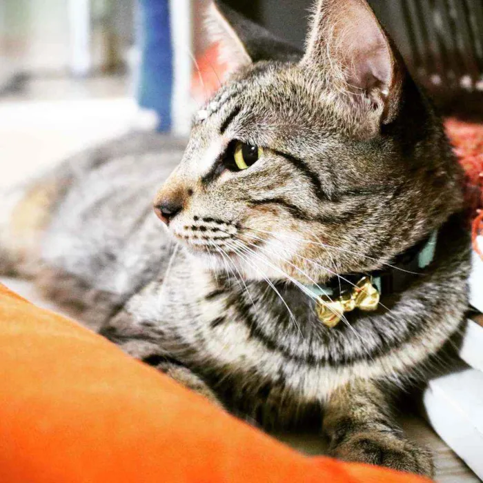 Gato ra a Srd idade 7 a 11 meses nome Bella