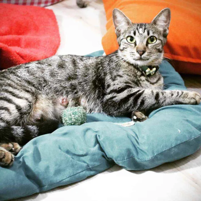 Gato ra a Srd idade 7 a 11 meses nome Bella