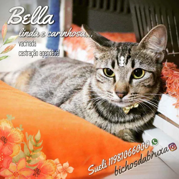 Gato ra a Srd idade 7 a 11 meses nome Bella