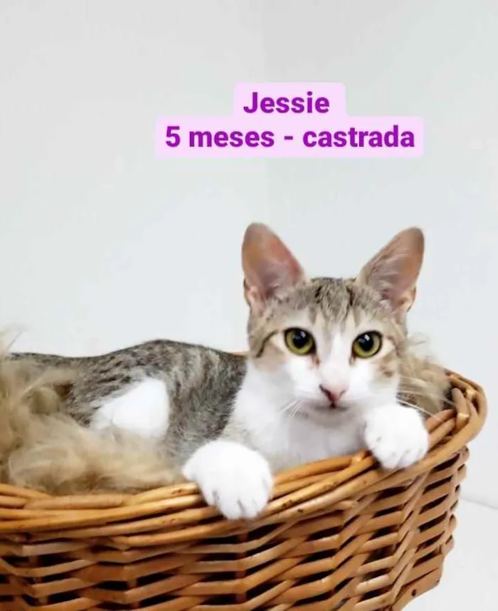 Gato ra a SRD idade 2 a 6 meses nome Lara e Jessy