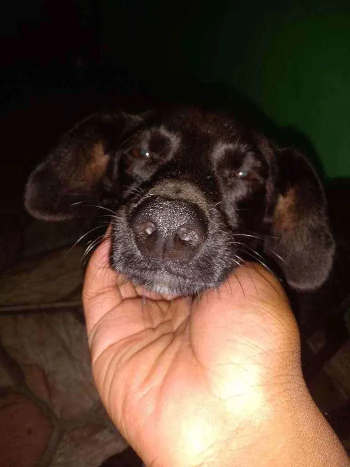 Cachorro ra a Dachshund com Poodle  idade 7 a 11 meses nome Negão 