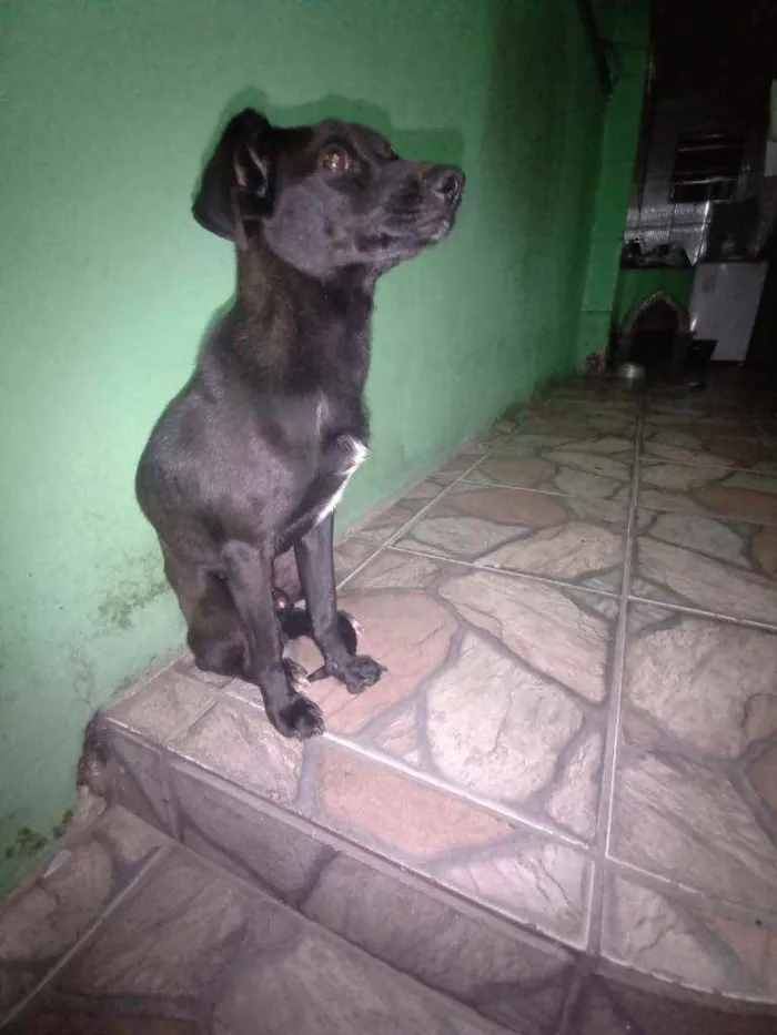 Cachorro ra a Dachshund com Poodle  idade 7 a 11 meses nome Negão 