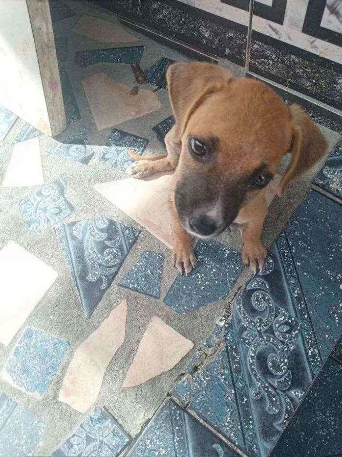 Cachorro ra a Vira Lata idade Abaixo de 2 meses nome Eleven 