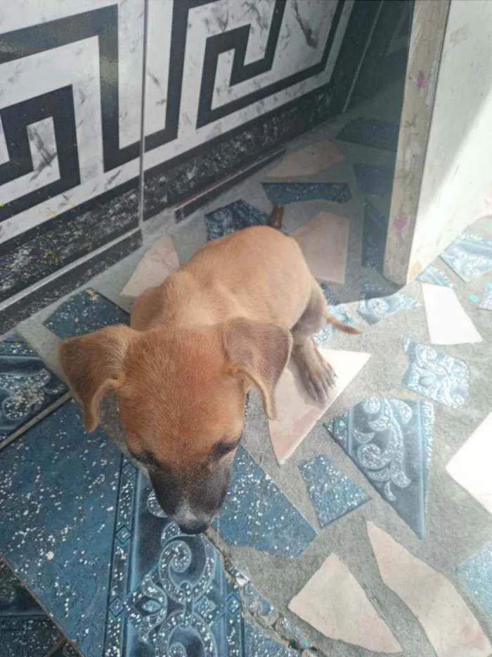 Cachorro ra a Vira Lata idade Abaixo de 2 meses nome Eleven 