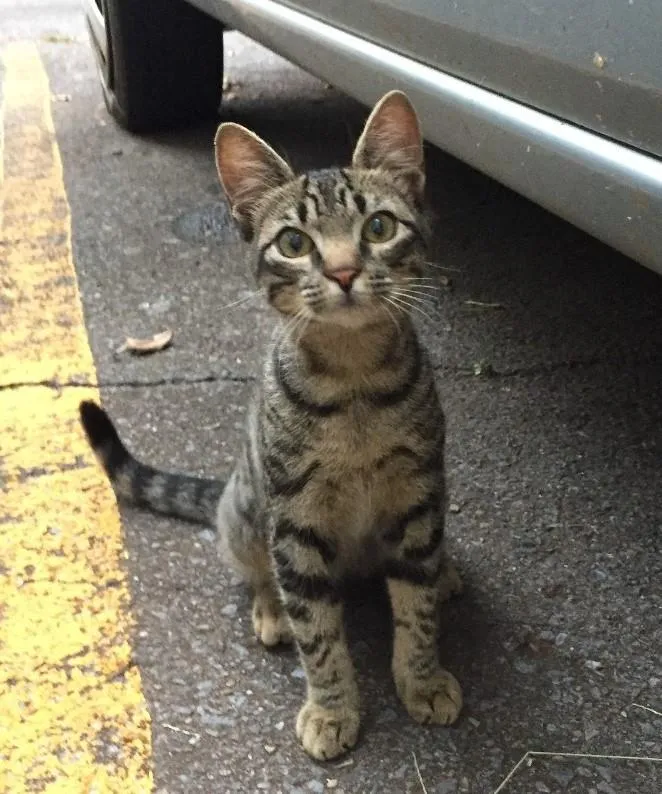 Gato ra a S.R.D. idade 2 a 6 meses nome Bob