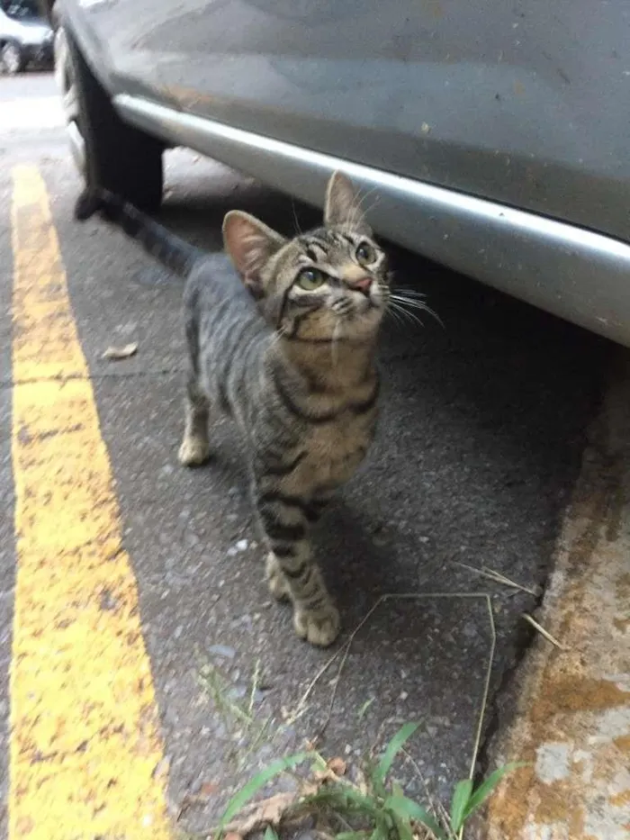 Gato ra a S.R.D. idade 2 a 6 meses nome Bob