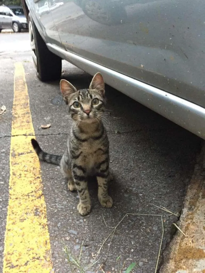 Gato ra a S.R.D. idade 2 a 6 meses nome Bob