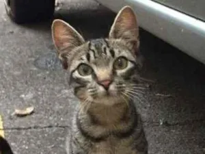 Gato raça S.R.D. idade 2 a 6 meses nome Bob