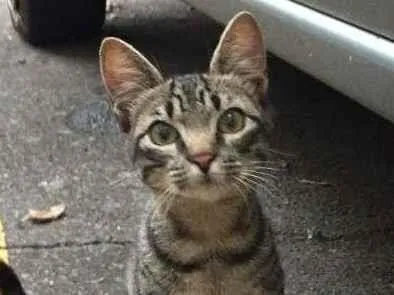 Gato ra a S.R.D. idade 2 a 6 meses nome Bob