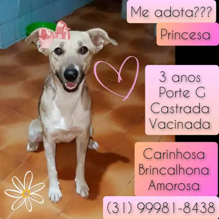 Cachorro raça SRD idade 3 anos nome Princesa