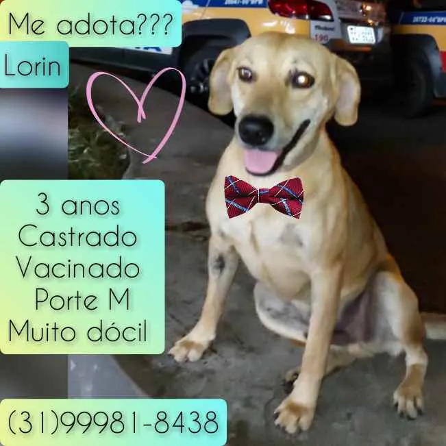 Cachorro raça SRD idade 3 anos nome Lorin
