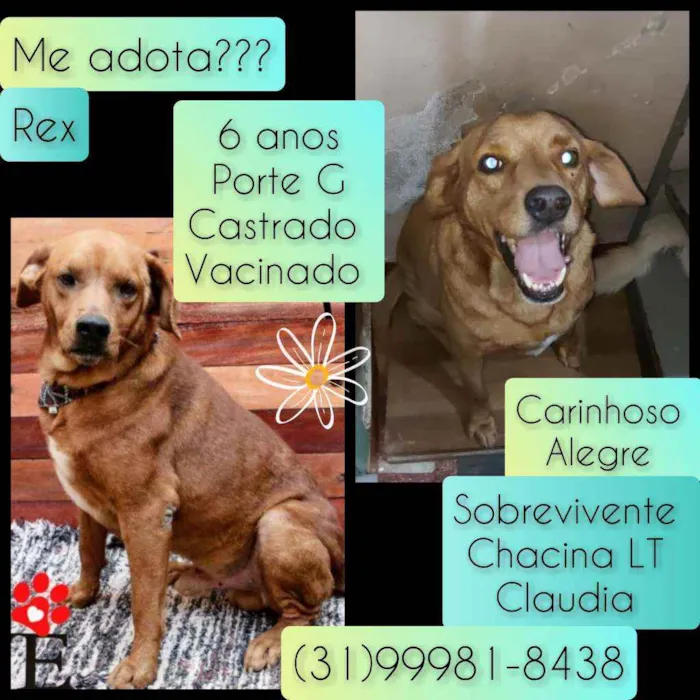 Cachorro raça SRD idade 6 ou mais anos nome Rex