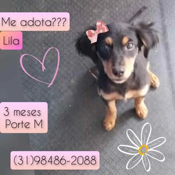 Cachorro raça SRD idade 2 a 6 meses nome Lila
